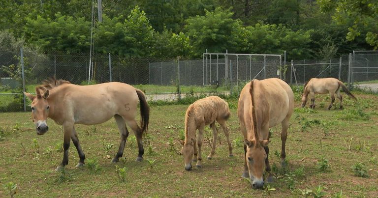 How Smithsonian scientists are working to preserve endangered species