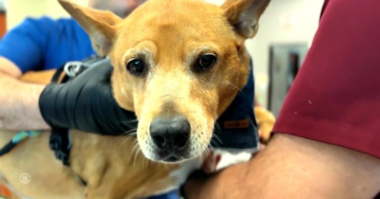 An anti-aging pill for dogs?