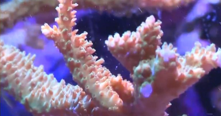 Seized coral illegally smuggled from Indonesia finds new home at New York Aquarium