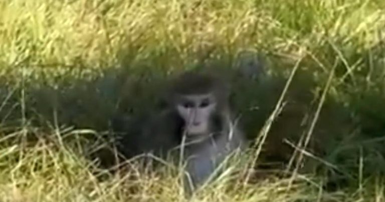 Local reporter says "it was monkeys everywhere" after escape from overturned truck