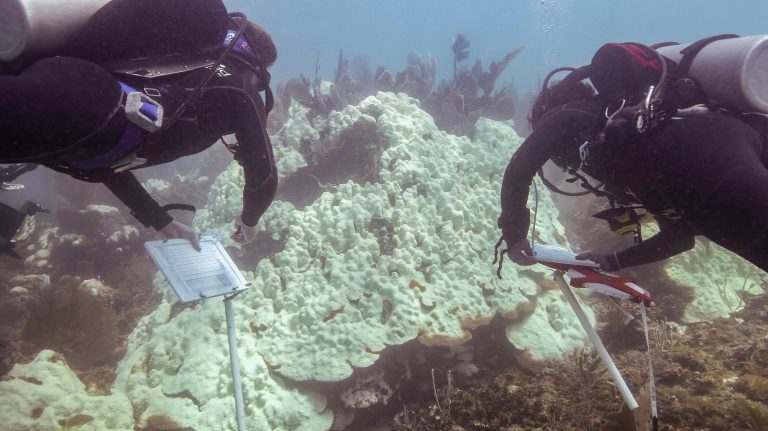 Marine heat wave caused key part of Florida’s coral reef to become “functionally extinct,” report says