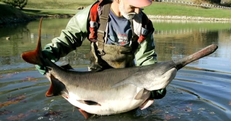 Behind the decline of the American paddlefish