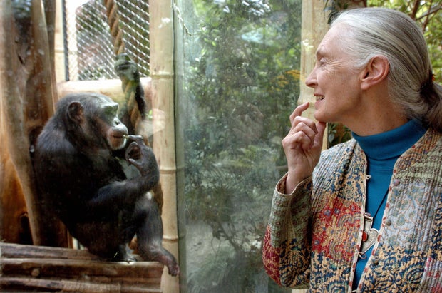 Jane Goodall, who shaped the world’s knowledge of chimpanzees, dies at 91
